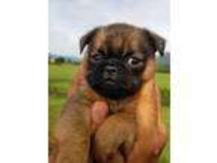 Brussels Griffon Puppy for sale in Chatsworth, GA, USA