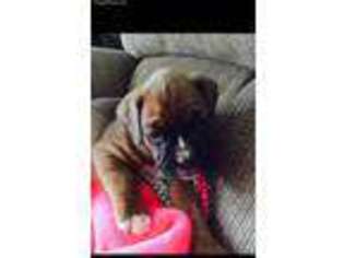 Boxer Puppy for sale in Tazewell, VA, USA