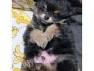 Pomeranian Puppy for sale in Upper Marlboro, MD, USA