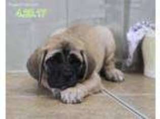 Mastiff Puppy for sale in Odon, IN, USA