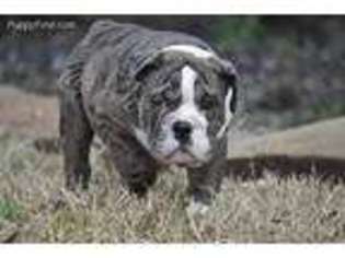 Bulldog Puppy for sale in Fresno, TX, USA