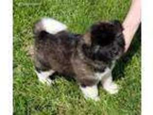 Akita Puppy for sale in Barbeau, MI, USA