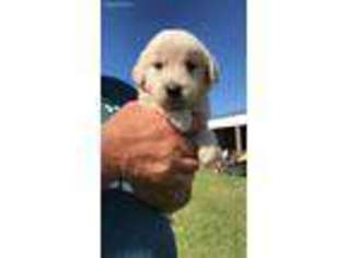 Golden Retriever Puppy for sale in Gonvick, MN, USA