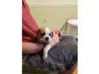 Olde English Bulldogge Puppy for sale in Leesburg, GA, USA