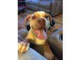 American Bulldog Puppy for sale in Troy, MO, USA