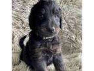 Goldendoodle Puppy for sale in Lincoln, AR, USA