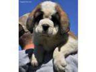 Saint Bernard Puppy for sale in Auburn, IL, USA