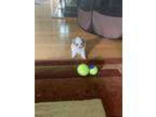 Pomeranian Puppy for sale in Sterling, VA, USA