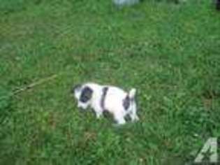 Jack Russell Terrier Puppy for sale in SCHENEVUS, NY, USA