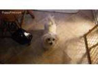Maltese Puppy for sale in Theresa, NY, USA