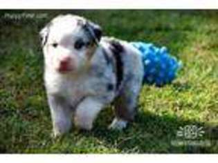 Miniature Australian Shepherd Puppy for sale in Sanger, CA, USA