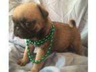 Pug Puppy for sale in Middletown, NY, USA