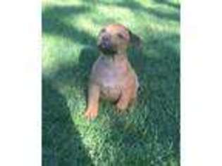 Staffordshire Bull Terrier Puppy for sale in Boise, ID, USA