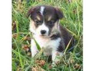 Pembroke Welsh Corgi Puppy for sale in Bartlesville, OK, USA