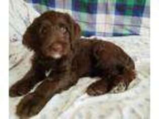 Labradoodle Puppy for sale in Brooklyn, NY, USA