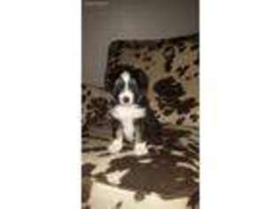 Miniature Australian Shepherd Puppy for sale in Taneyville, MO, USA