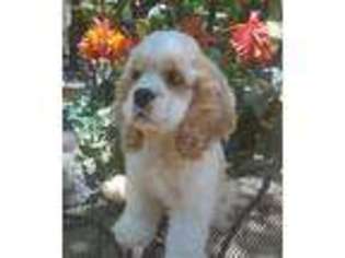 Cocker Spaniel Puppy for sale in Whitesboro, TX, USA
