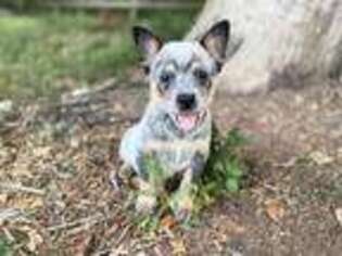 Australian Cattle Dog Puppy for sale in Tampa, FL, USA