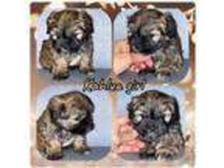 Lhasa Apso Puppy for sale in Ortonville, MI, USA