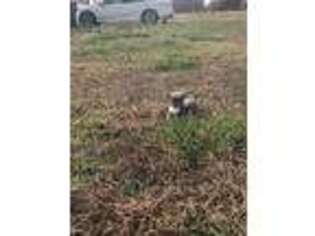 Chihuahua Puppy for sale in Berryville, AR, USA