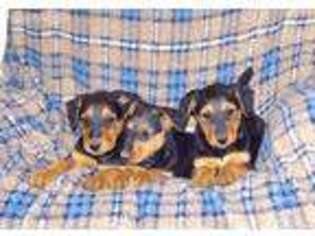 Airedale Terrier Puppy for sale in Powell, WY, USA