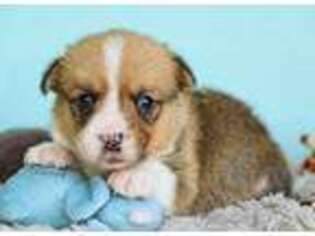 Pembroke Welsh Corgi Puppy for sale in Syracuse, IN, USA