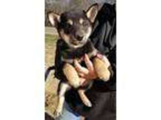 Shiba Inu Puppy for sale in Hillsboro, WI, USA
