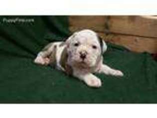Olde English Bulldogge Puppy for sale in Marietta, NY, USA