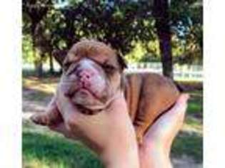 Bulldog Puppy for sale in La Vernia, TX, USA
