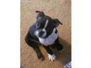 Boston Terrier Puppy for sale in Cassatt, SC, USA