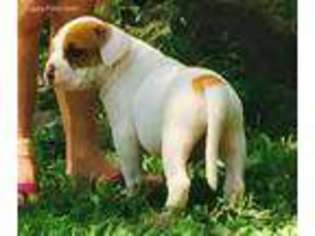 Alapaha Blue Blood Bulldog Puppy for sale in Fort Payne, AL, USA