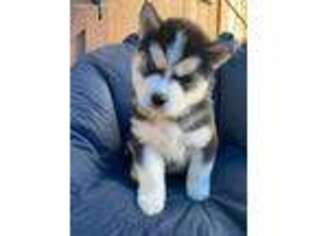 Siberian Husky Puppy for sale in Conway, SC, USA