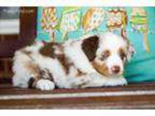 Miniature Australian Shepherd Puppy for sale in Lone Grove, OK, USA