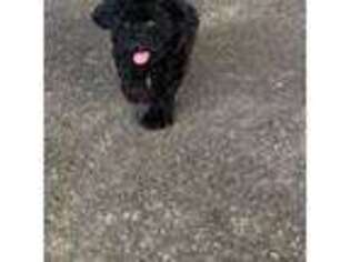 Schnoodle (Standard) Puppy for sale in Madison Heights, VA, USA
