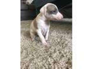 Italian Greyhound Puppy for sale in Frisco, TX, USA
