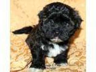 Havanese Puppy for sale in Castle Rock, WA, USA