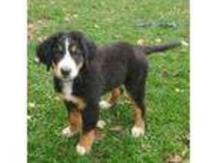 Bernese Mountain Dog Puppy for sale in Mt Zion, IL, USA