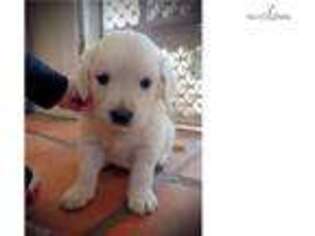 Golden Retriever Puppy for sale in Fort Collins, CO, USA