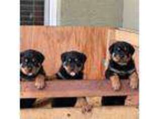 Rottweiler Puppy for sale in Palm Coast, FL, USA