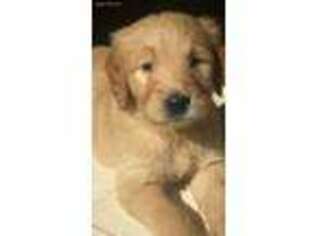 Golden Retriever Puppy for sale in West Grove, PA, USA
