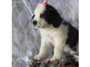 Saint Bernard Puppy for sale in Elkhart, IN, USA