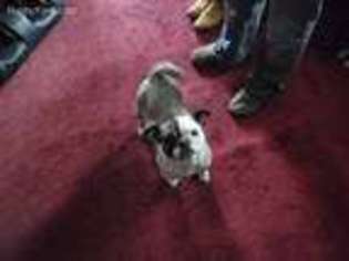 Frenchie Pug Puppy for sale in Swanton, OH, USA