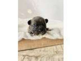 French Bulldog Puppy for sale in Strasburg, CO, USA
