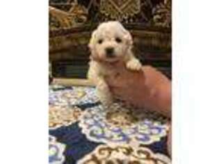 Bichon Frise Puppy for sale in Trenton, KY, USA