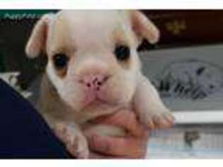 Miniature Bulldog Puppy for sale in Fort Gratiot, MI, USA