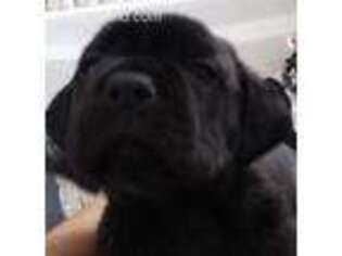Cane Corso Puppy for sale in Conroe, TX, USA