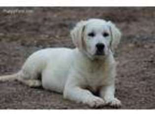 Golden Retriever Puppy for sale in Stanley, WI, USA