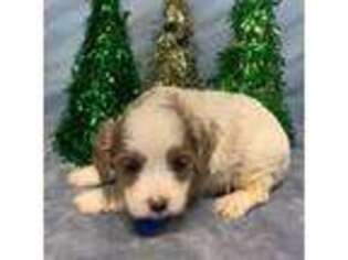 Cavapoo Puppy for sale in Schriever, LA, USA