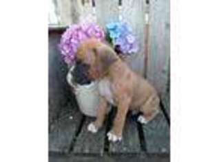 Boxer Puppy for sale in Bristol, IN, USA