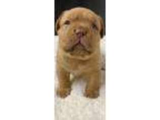 American Bull Dogue De Bordeaux Puppy for sale in Blue Ridge, TX, USA